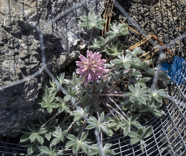 Lassics lupine in cage small